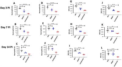 Leishmania major surface components and DKK1 signalling via LRP6 promote migration and longevity of neutrophils in the infection site